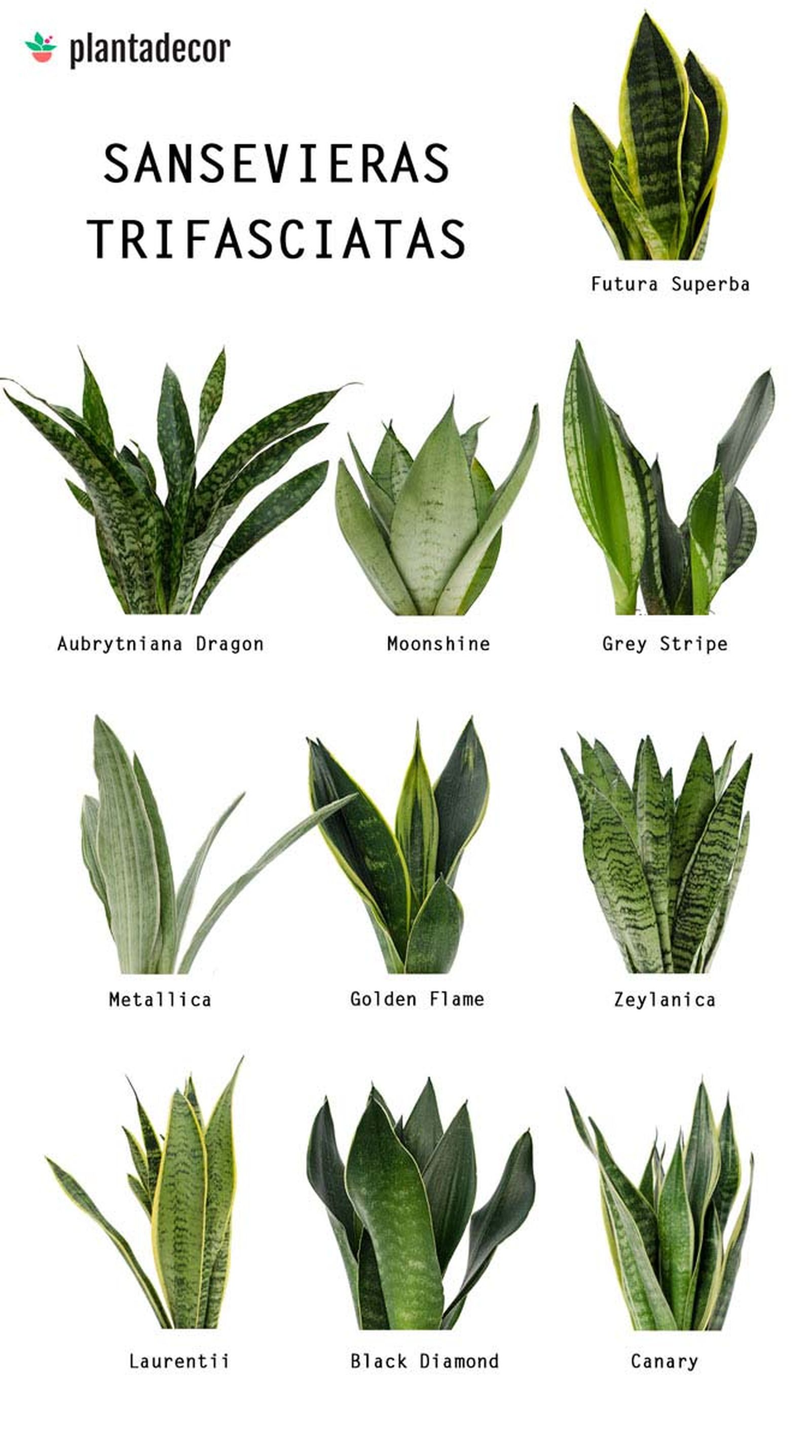 tipos sansevieras trifasciatas plantadecor
