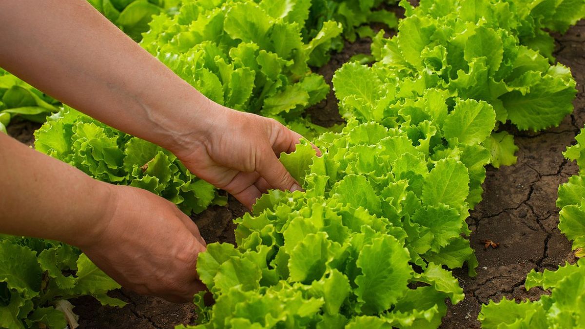 que sembrar plantar huerta otono invierno