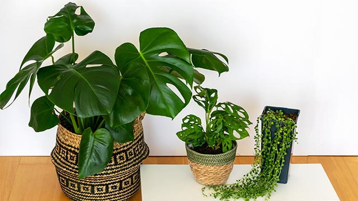 costilla de adan monstera adansonii senecio Rowleyanus