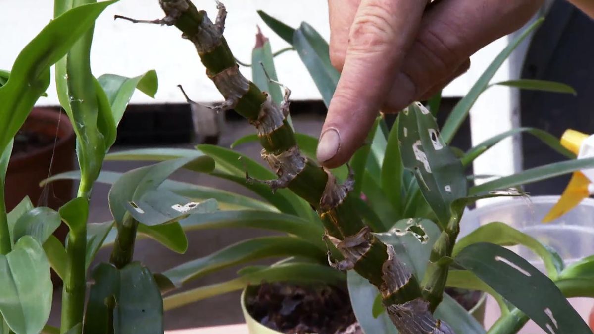 deco 637 tallo orquidea dendrobium en reposo