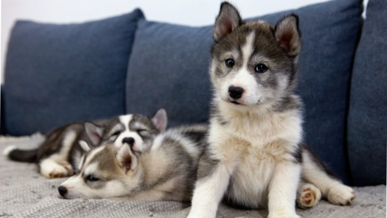 husky siberiano 14