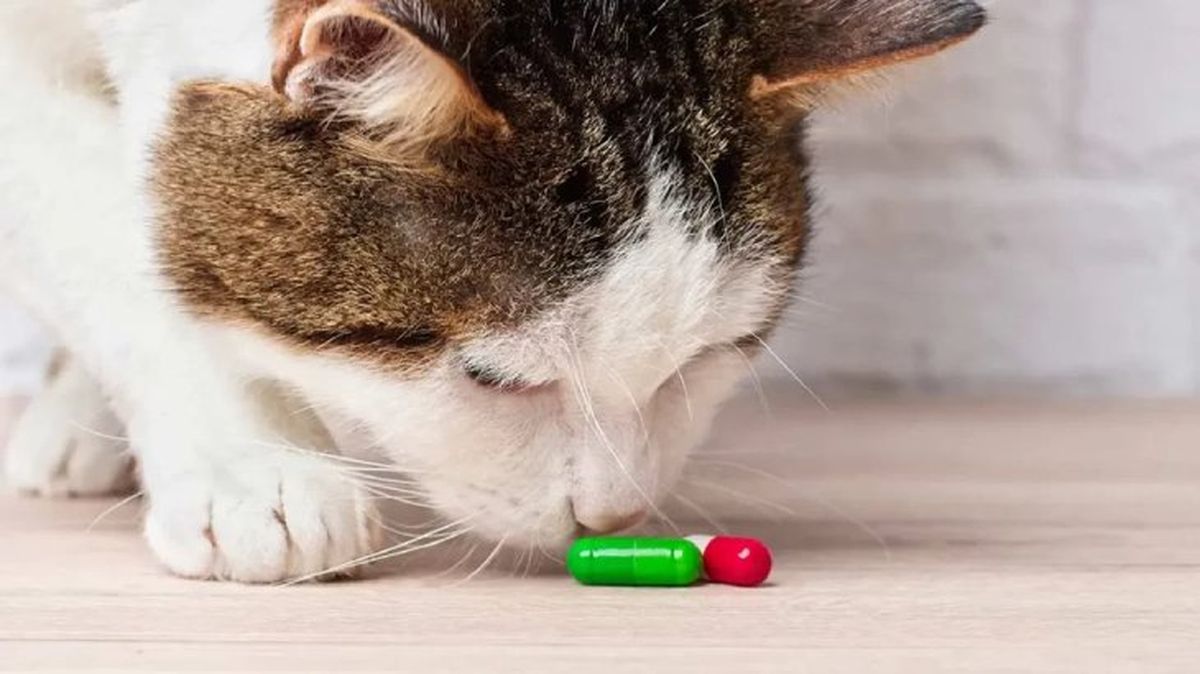 como darle una pastilla a un gato 1