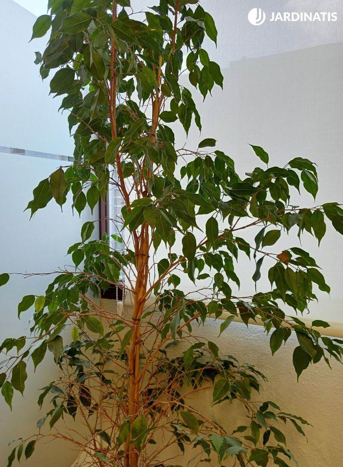El Ficus benjamina es un árbol de interior