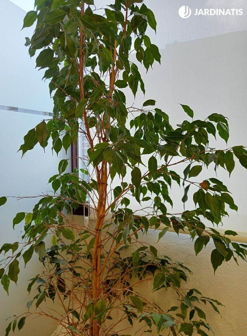 El Ficus benjamina es un árbol de interior