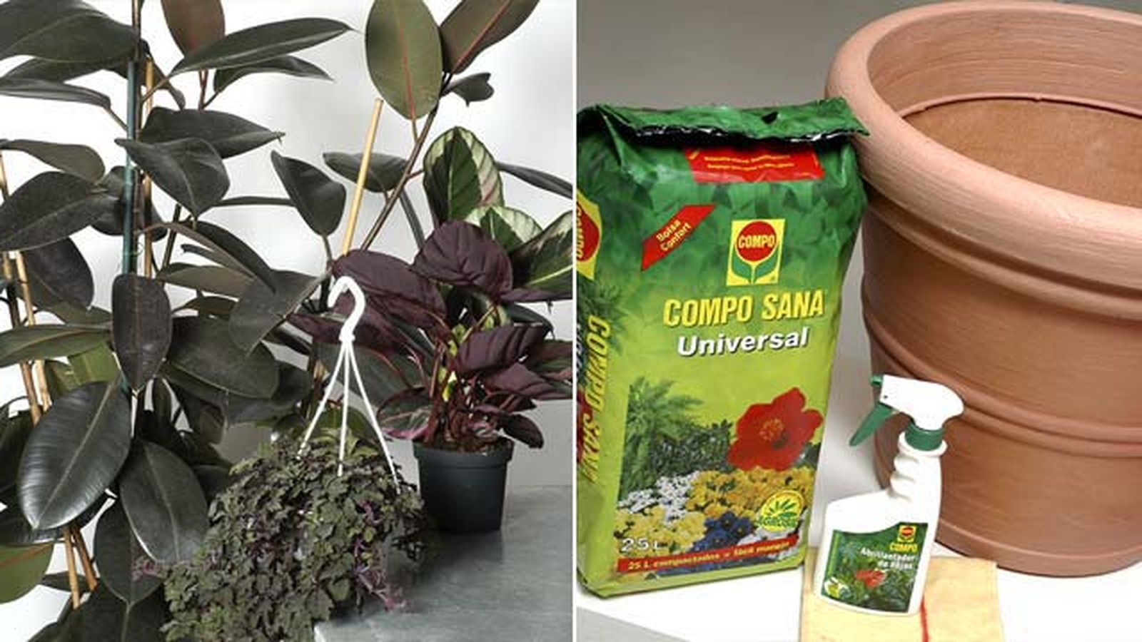 composicion con ficus robusta calatheas mikanias deco jardin 115