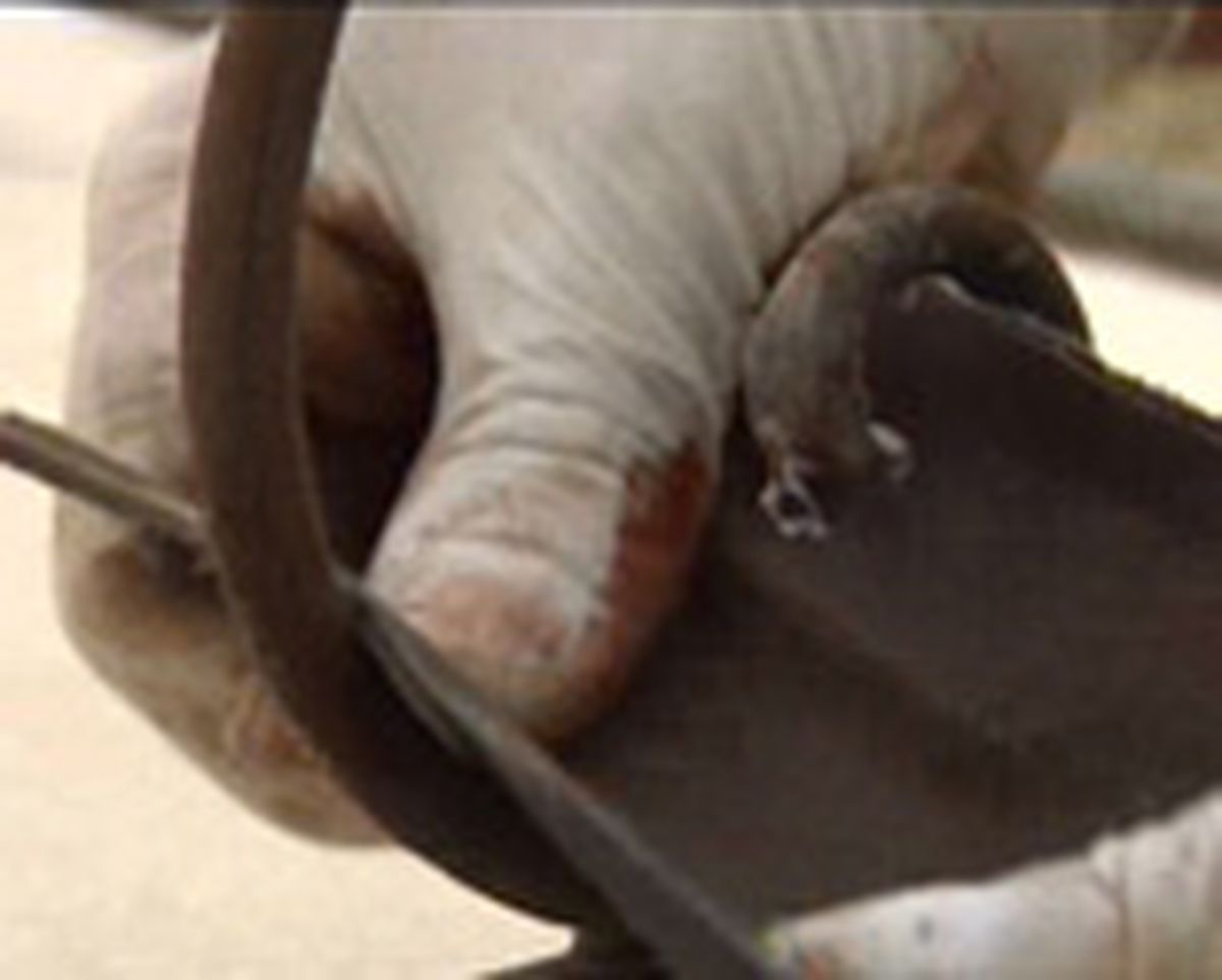 Restaurar un perchero de hierro   paso 6