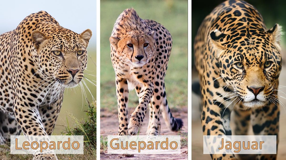 jaguar diferencias leopardo guepardo 6
