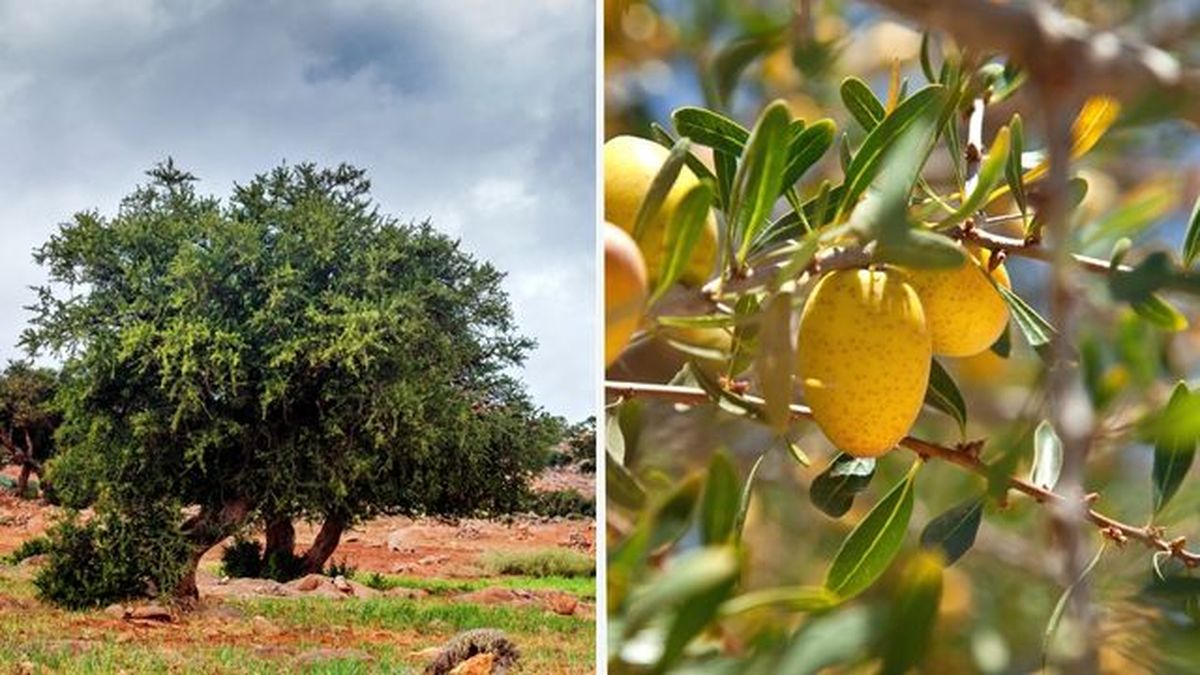 arbol argan patrimonio cultural inmaterial de la humanidad
