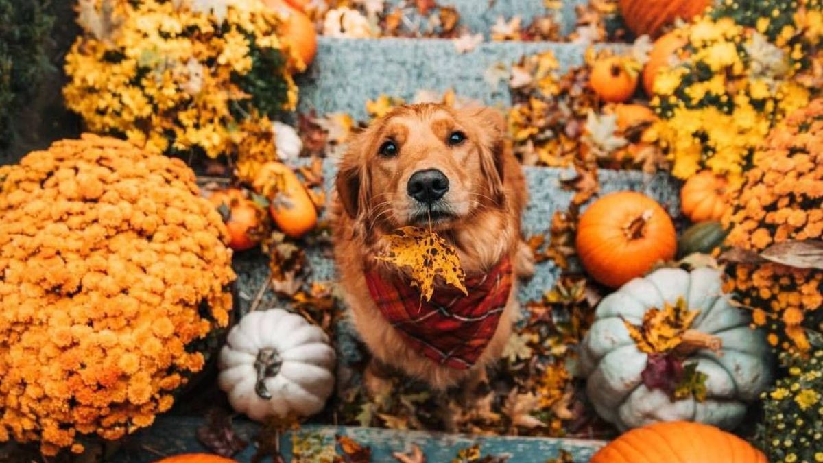 decoracion otonal bonita