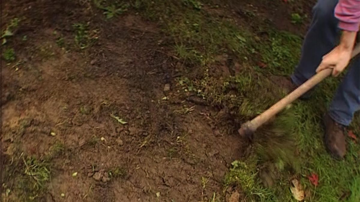 Brico jardin 320 variedades de cornejos paso 1