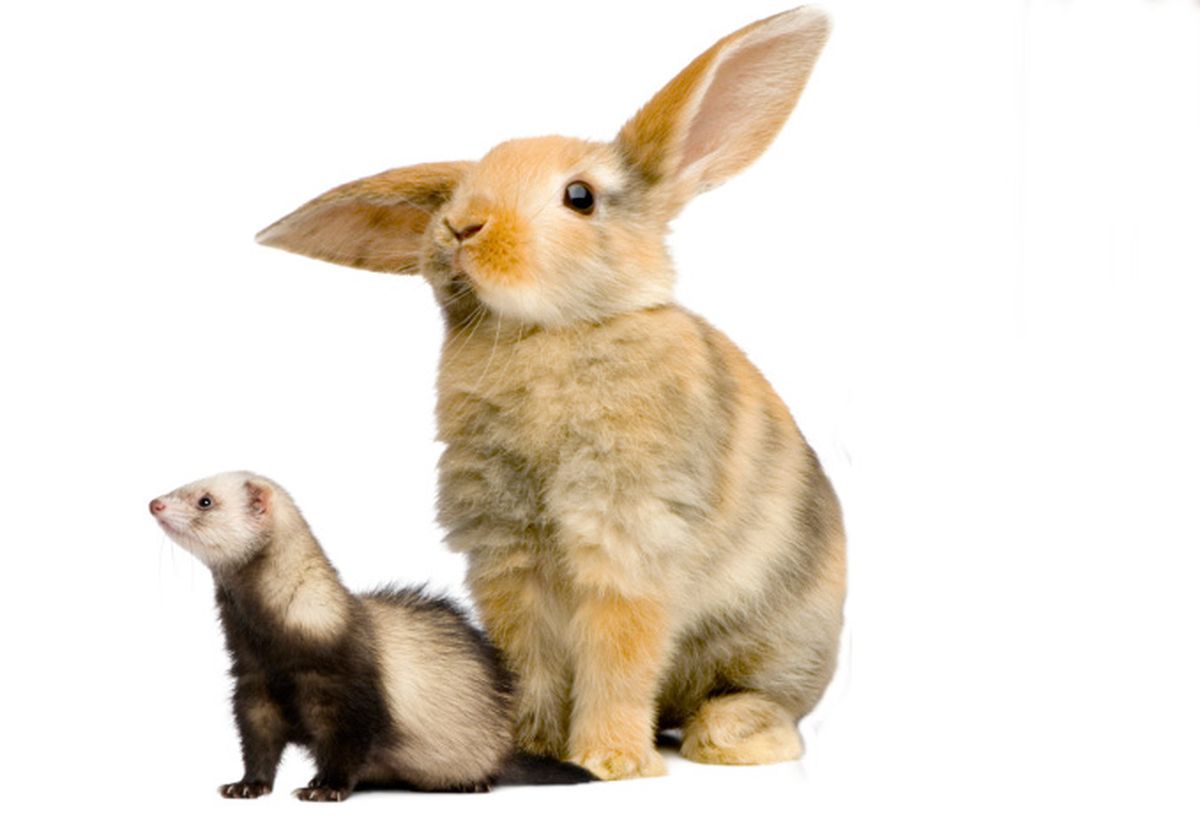 DEKO0182MASCOTAS caracter conejo huron