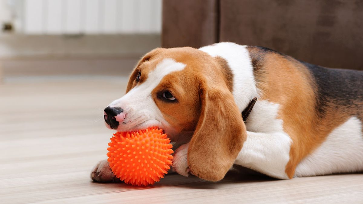 consejos para mantener la casa limpia con mascotas juguete