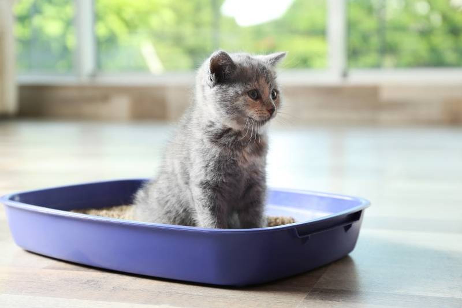 Prueba diferentes tipos de arena para ver cuál prefiere tu mascota.