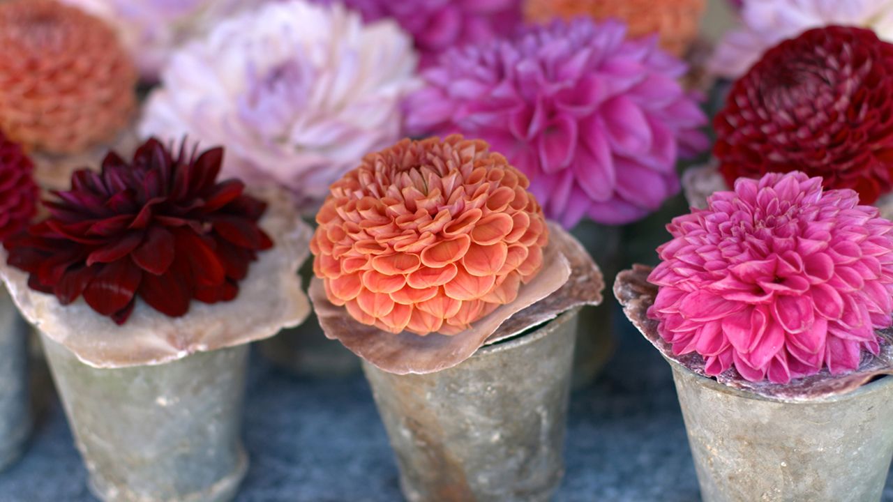 Dalia06