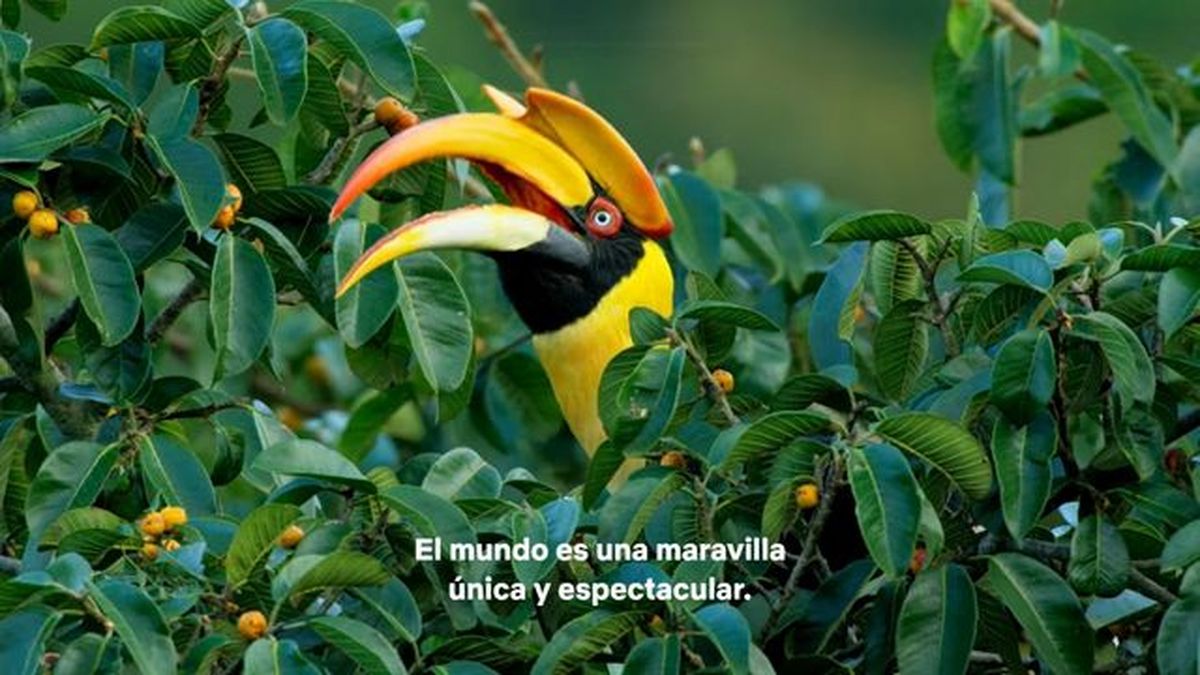 David Attenborough una vida en nuestro planeta