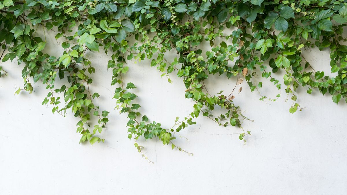 guiar planta trepadora tarea jardinería febrero hemisferio sur