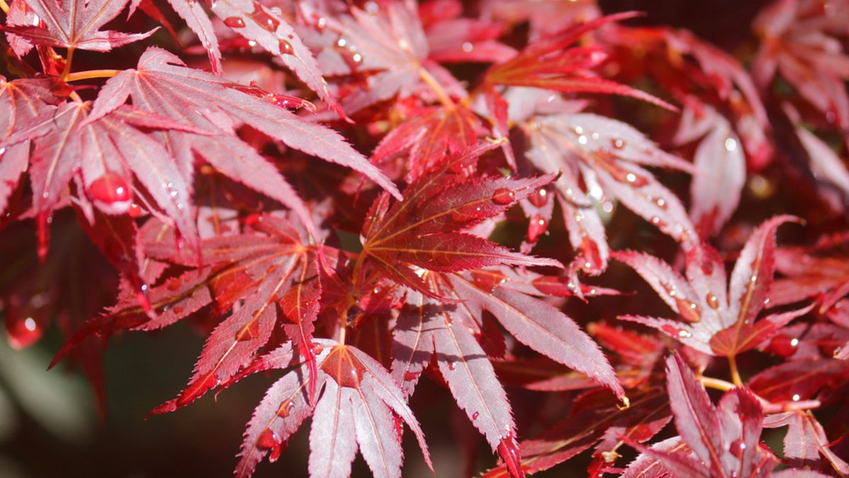 arce japones follaje rojo
