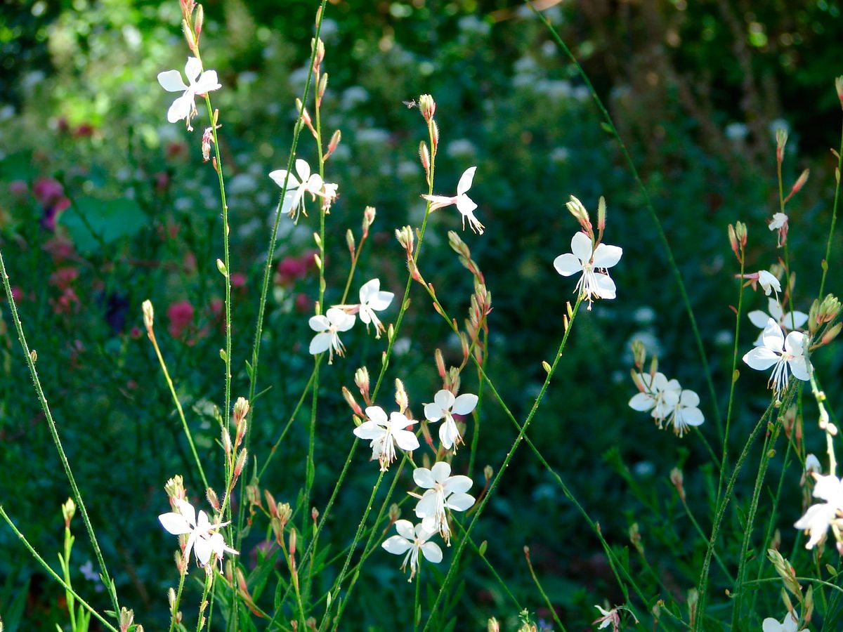 Características y reproducción de la gaura lindheimeri blanca