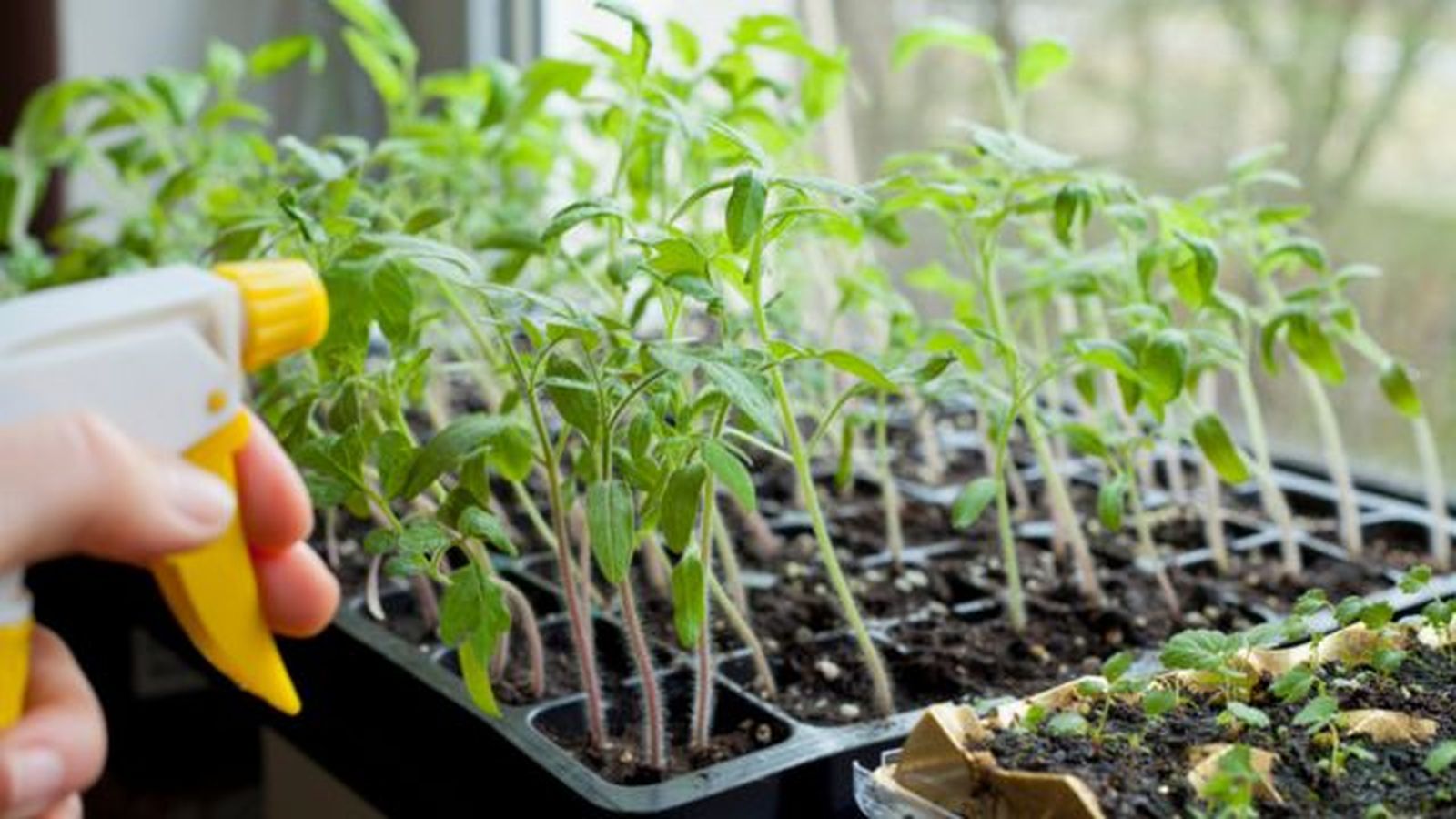 planteles de tomate