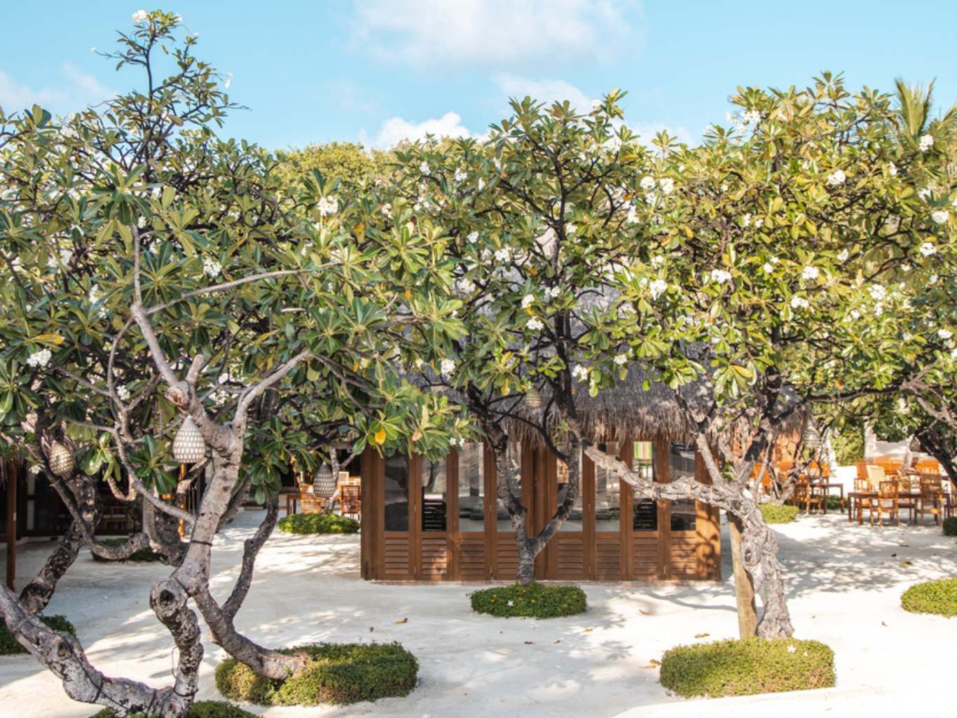 Árbol de plumeria.