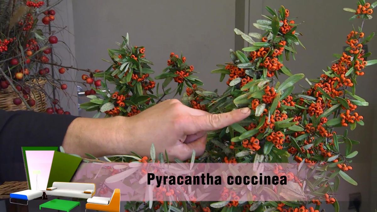 DEKO_JARDIN_604_Bayas invierno centros florales Pyracantha