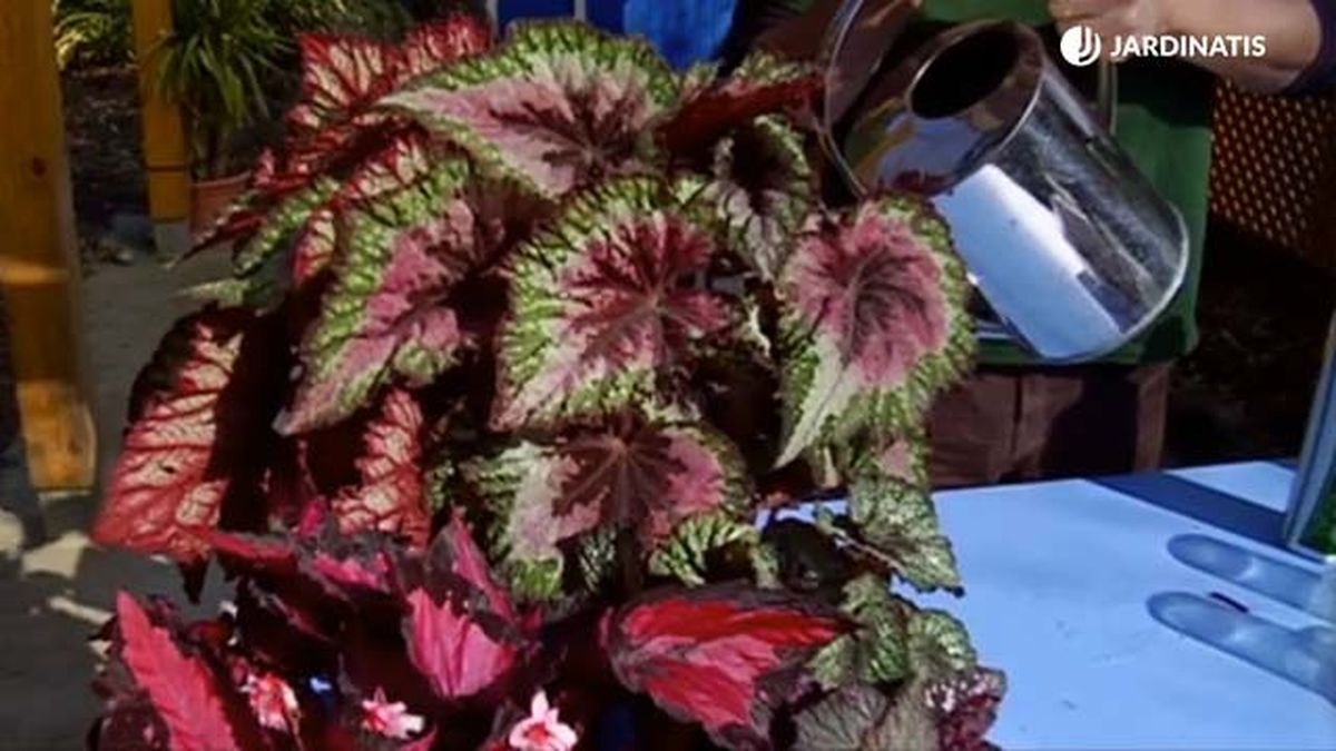 cuanto regar la begonia rex brico 688 jardinatis