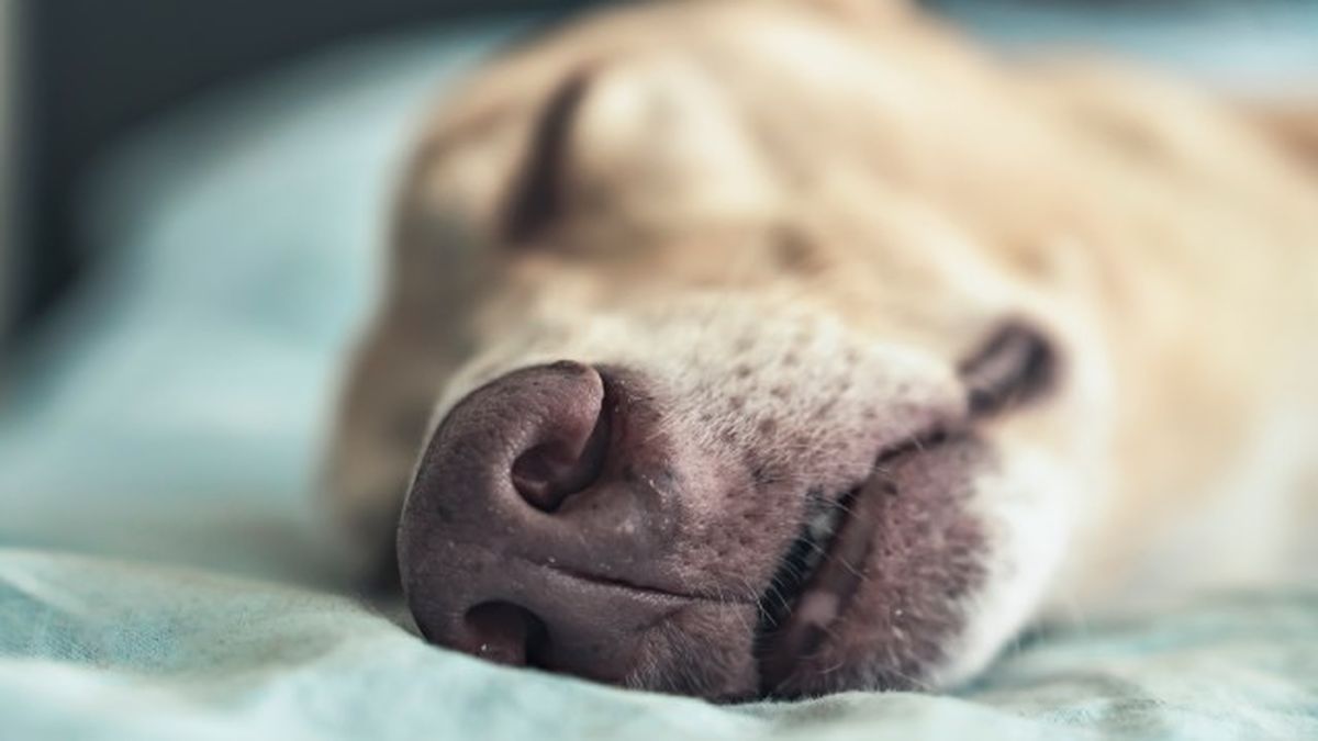 mi perro tiene la nariz seca 8