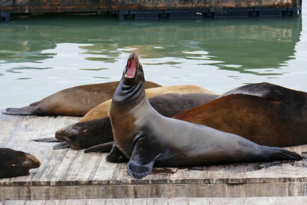 Los leones marinos gozan de una increíble capacidad a la hora de maniobrar rápidamente.