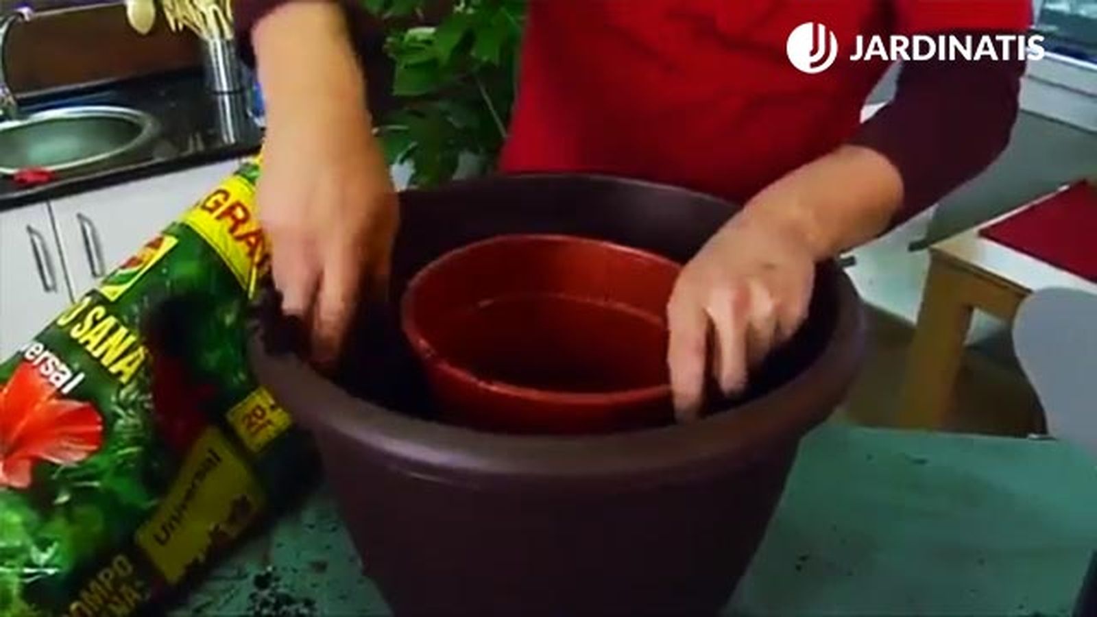 truco casero para trasplantar costilla de adan monstera deliciosa jardinatis