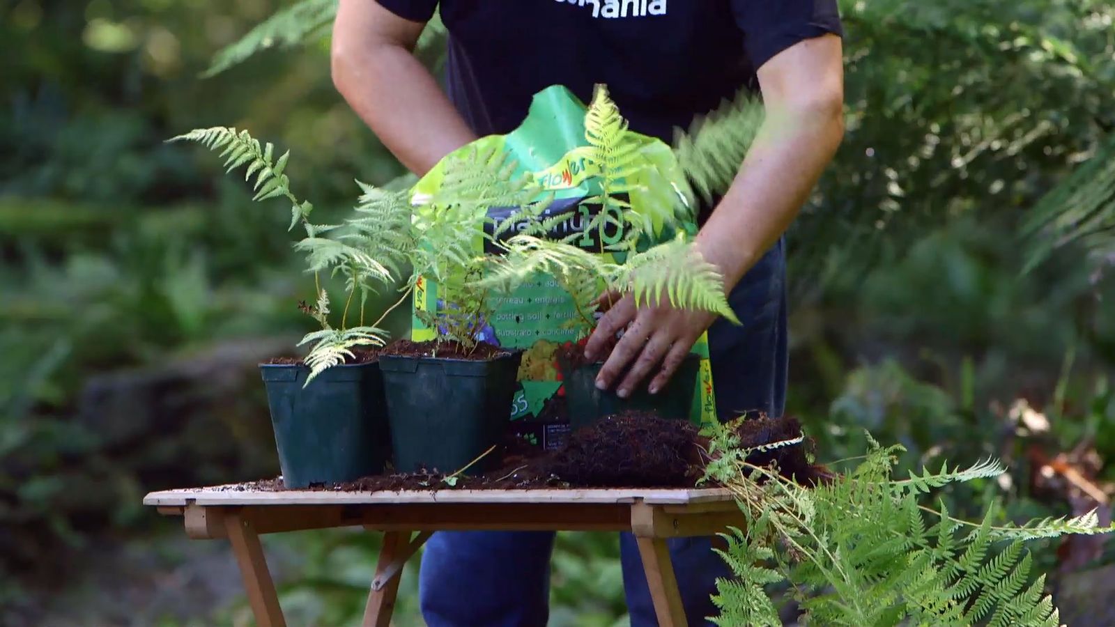 brico 926 3 reproduccion helecho arboreo dicksonia antartica plantacion
