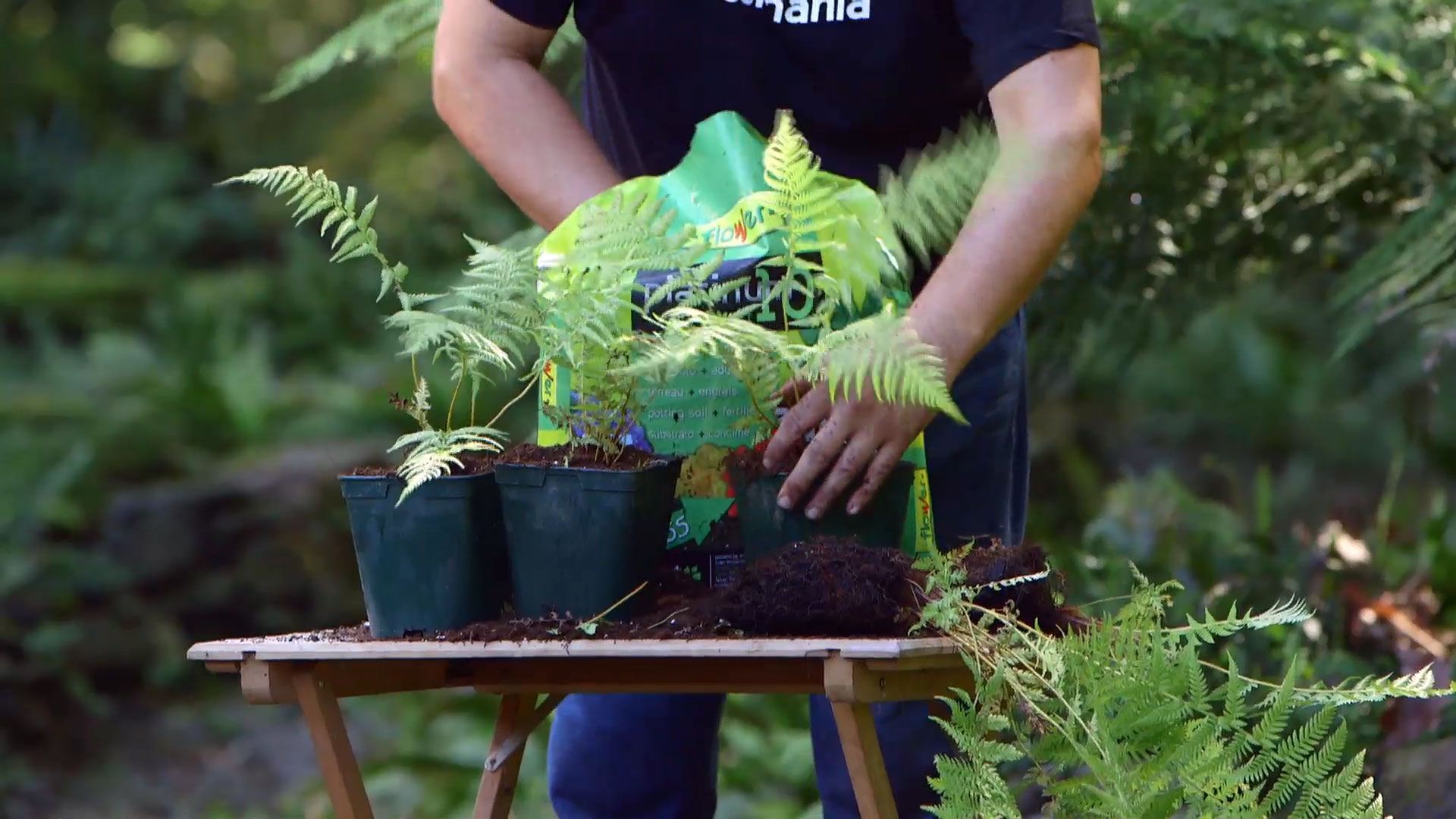 brico 926 3 reproduccion helecho arboreo dicksonia antartica plantacion