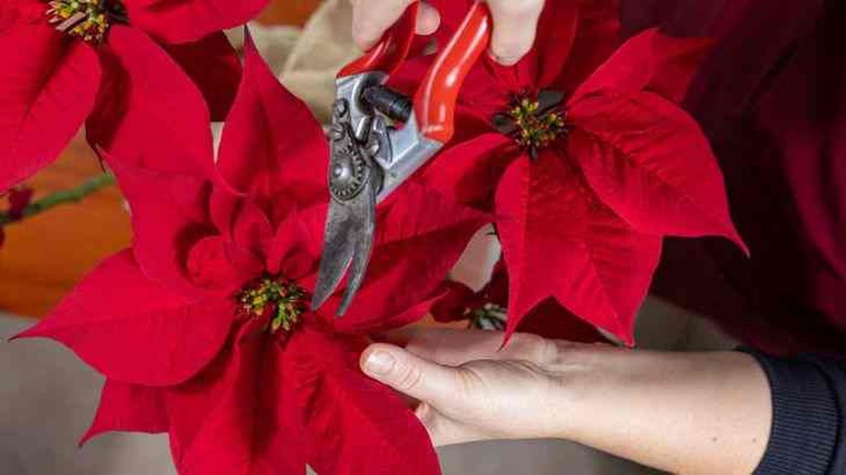 beneficios de la poda de flor de pascua