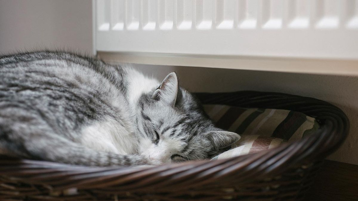 gatos invierno consejos prevenir frio 2