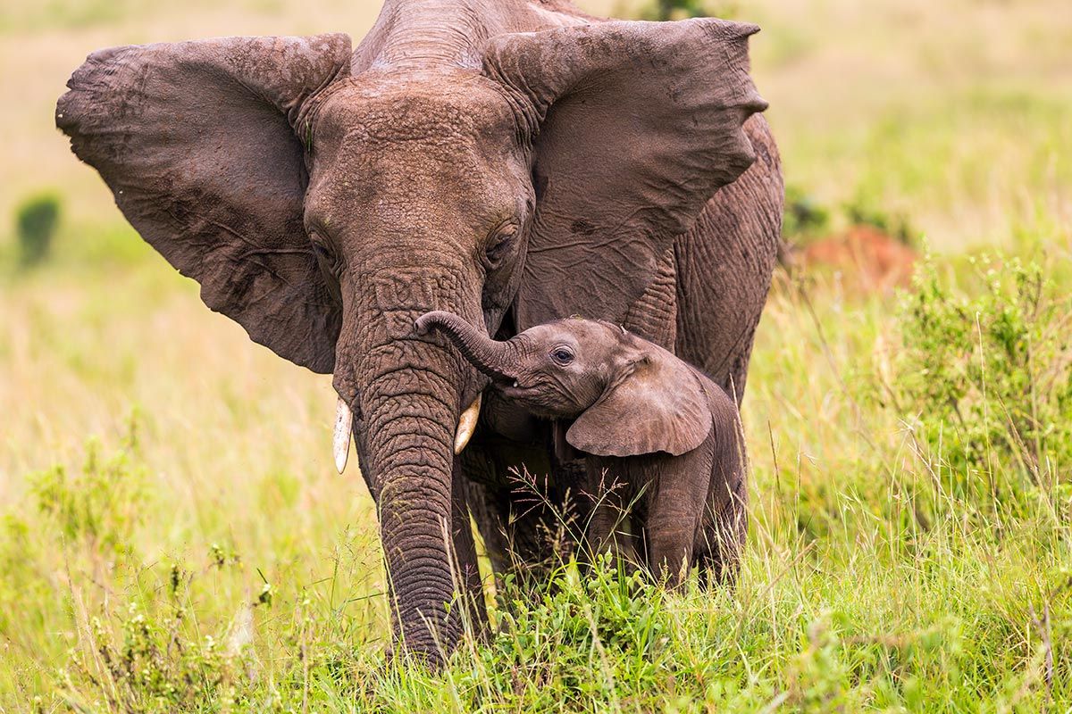 madres reino animal elefante