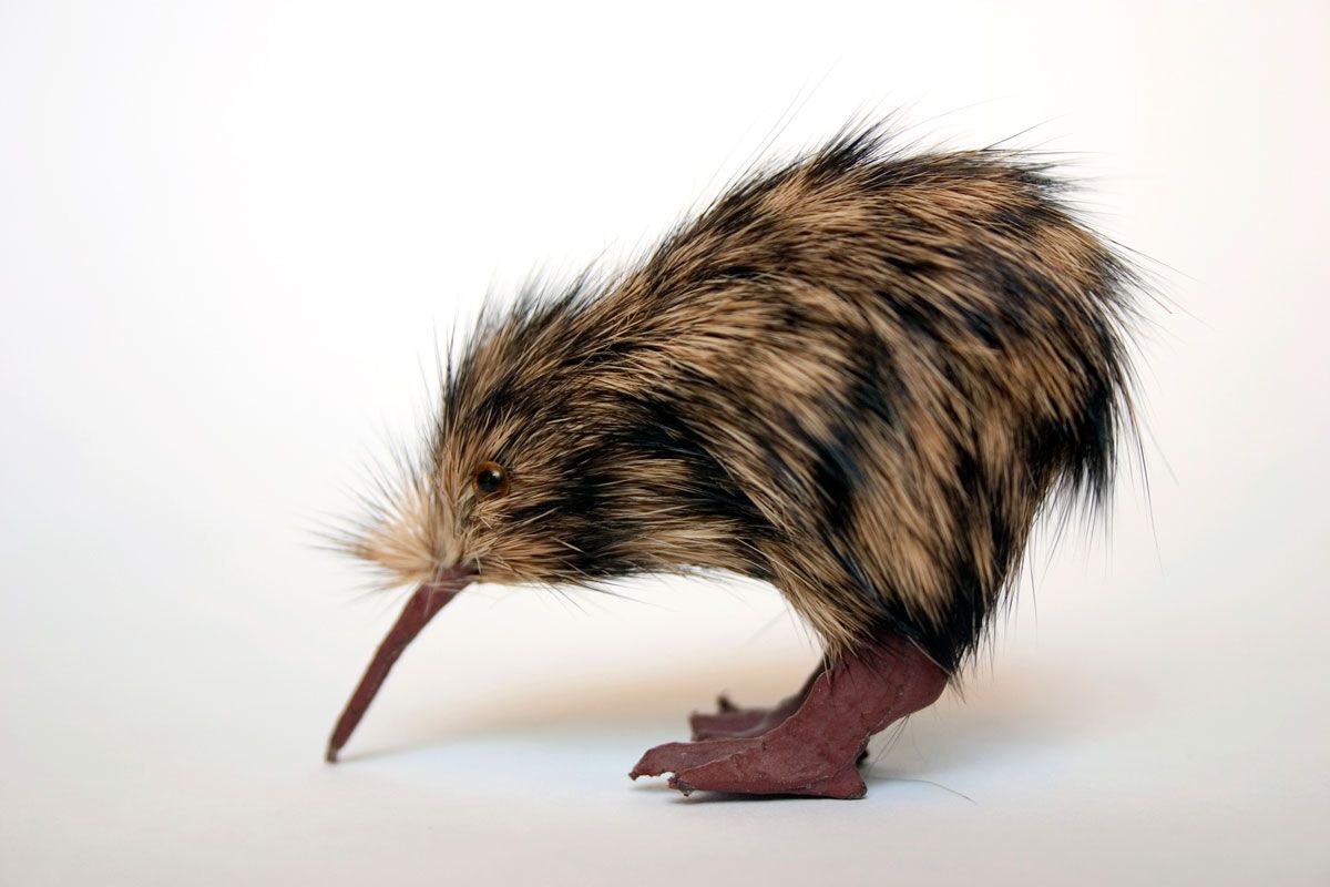 kiwi pajaro xl