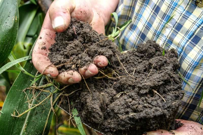 Suelo sano del campo de la agricultura regenerativa.