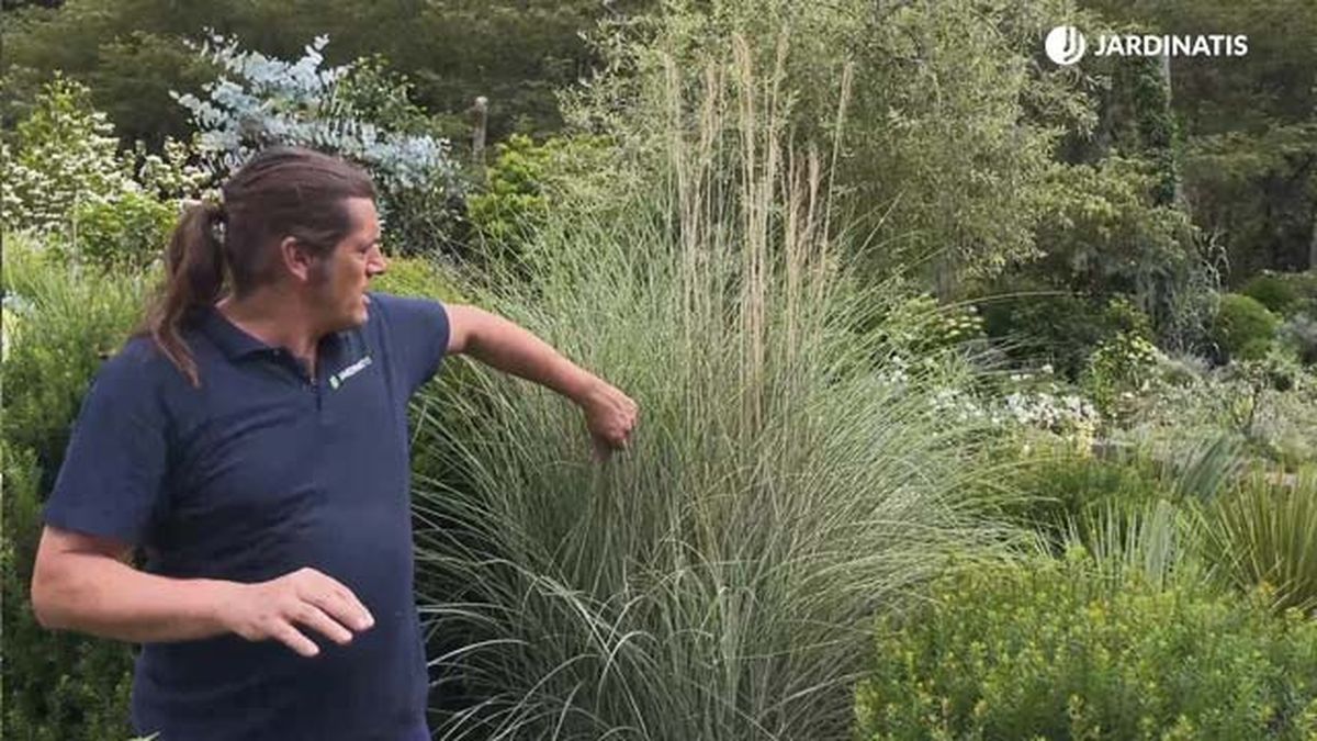 Miscanthus sinensis Morning Light