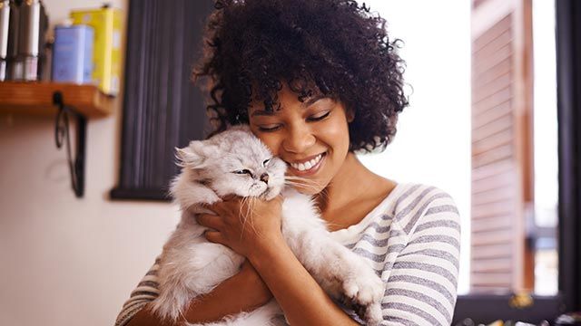 snacks ideales gatos 1 abrazo gato