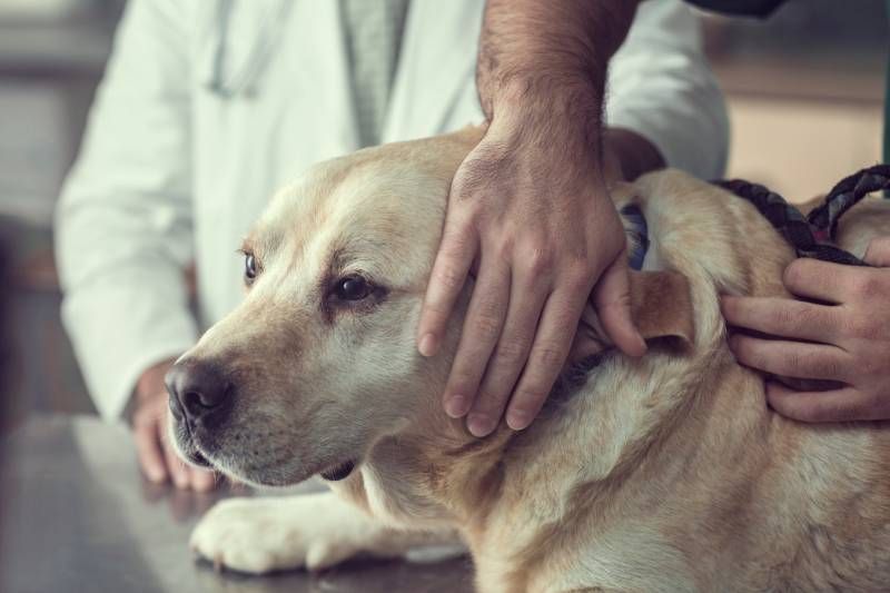 La amputación estética en animales se regula por la Ley 7/2023, de 28 de marzo (bienestar de los animales).