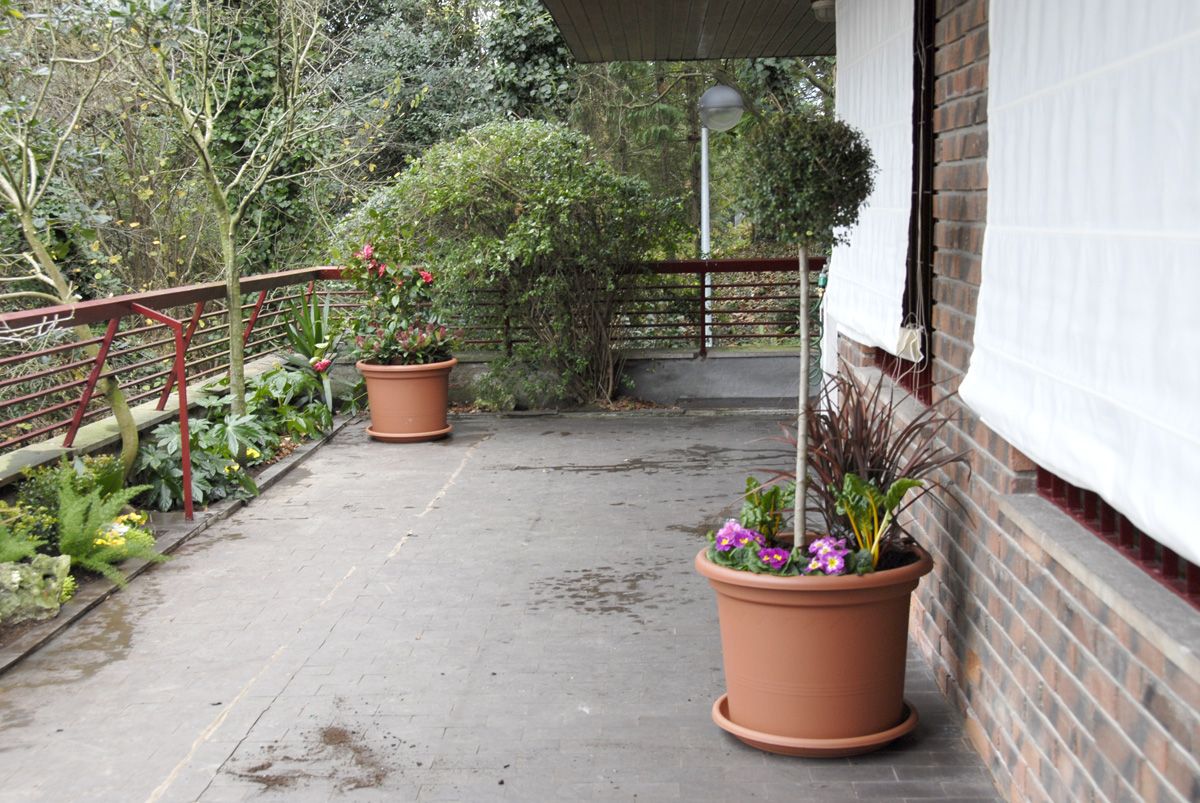 Camelias y aligustres en la terraza
