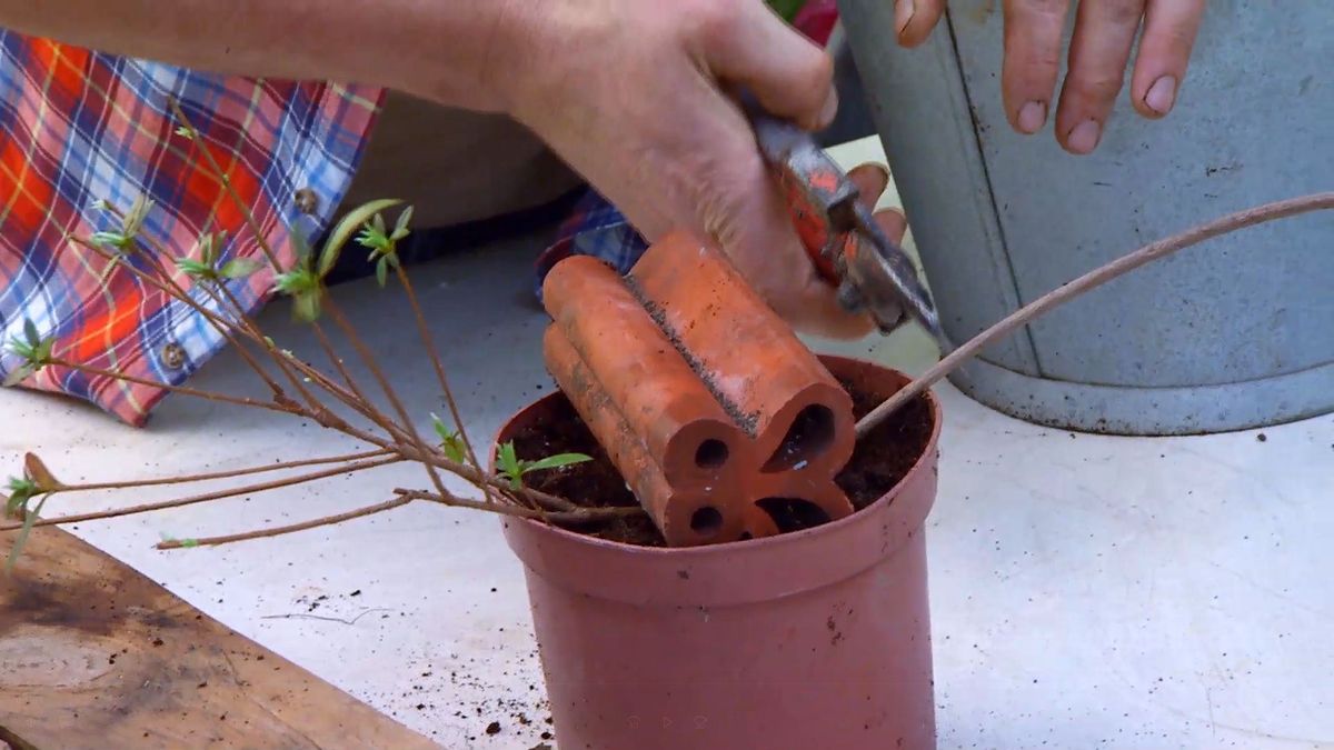 decogarden 0647 acodo tecnica reproduccion acodo azalea corte rama
