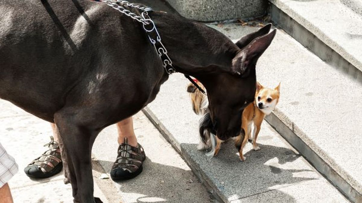 por que los perros grandes viven menos 2