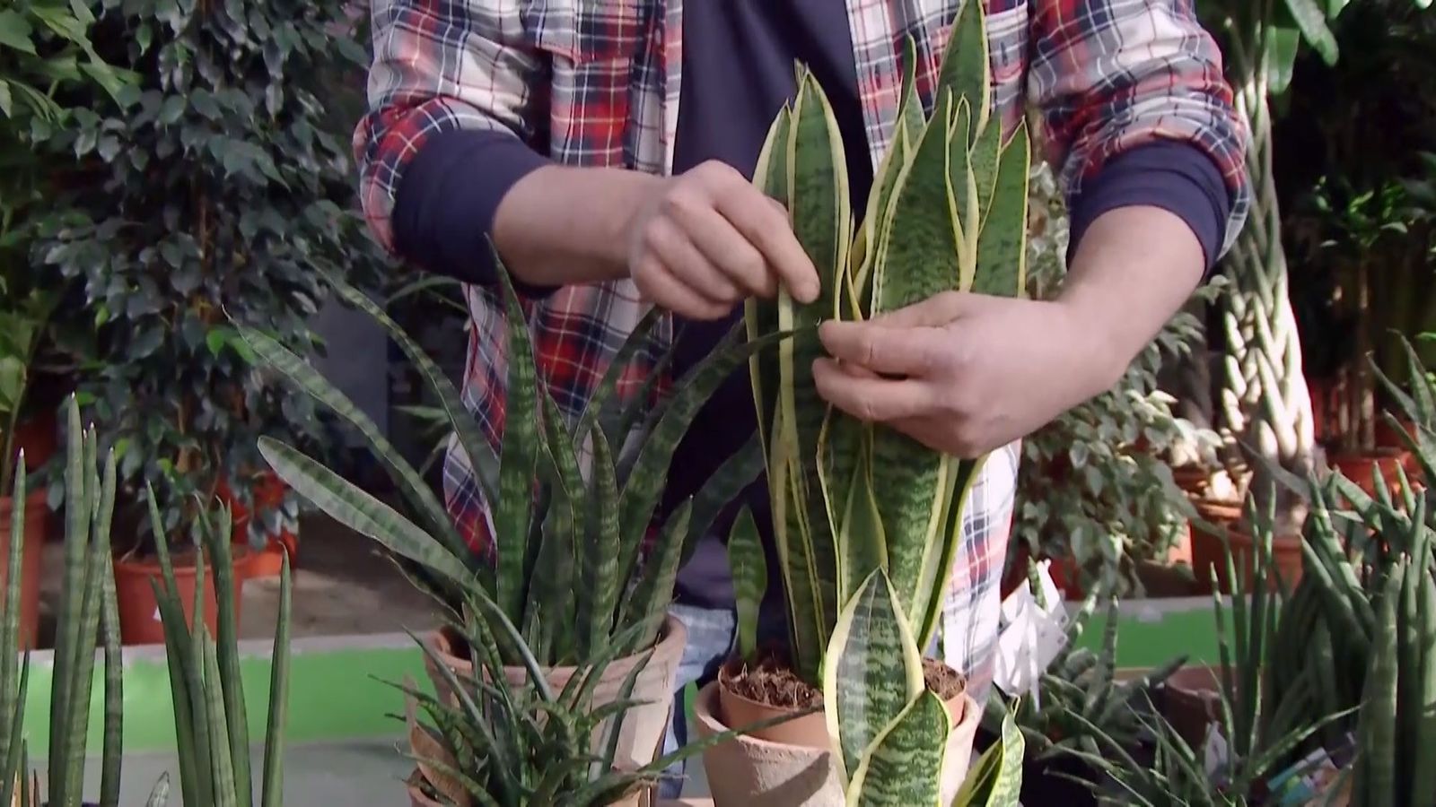 deco 685 variedades sansevieria variedad convencional