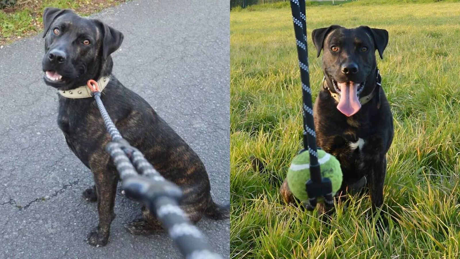 correa y lanzador de pelotas para perros SLINGDOG