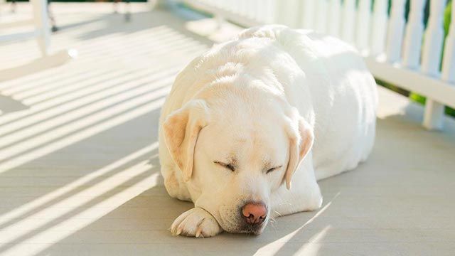 mascotas perros balcon casa sombra