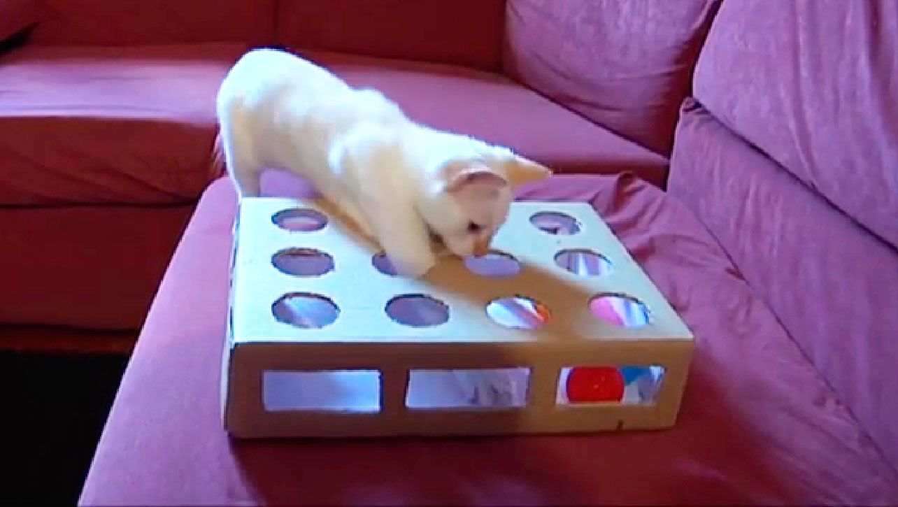 Juguete para gatos casero p4