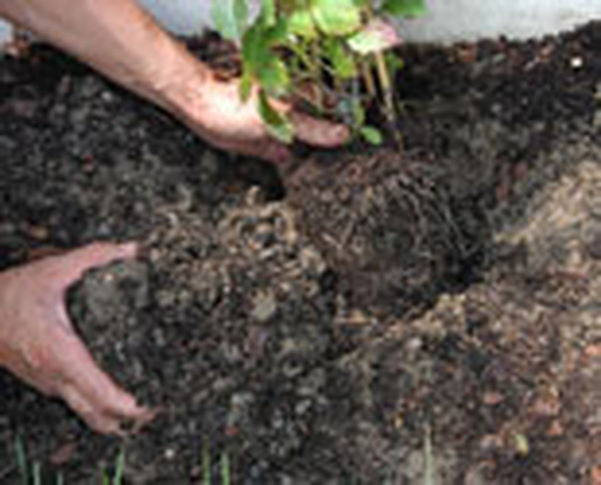 plant seto abelias p02