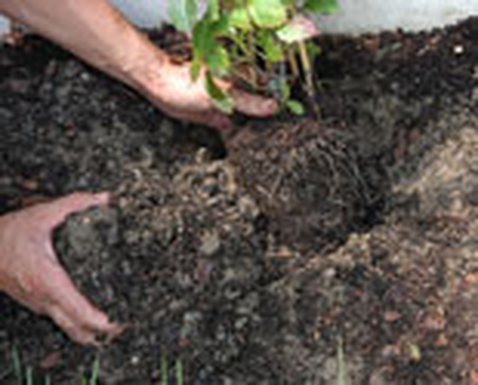 plant seto abelias p02