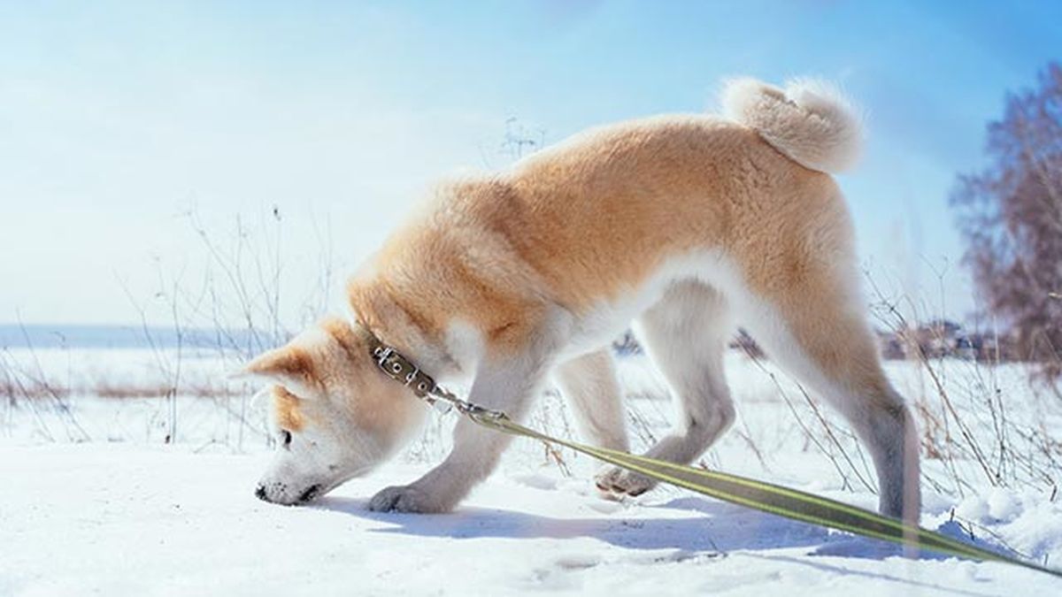 consejos pasear perros invierno 2 nieve