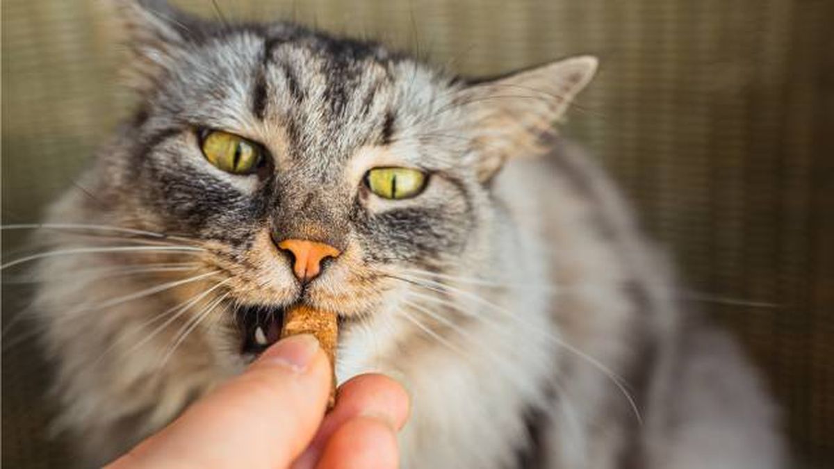 premios snacks golosinas para gatos refuerzo positivo
